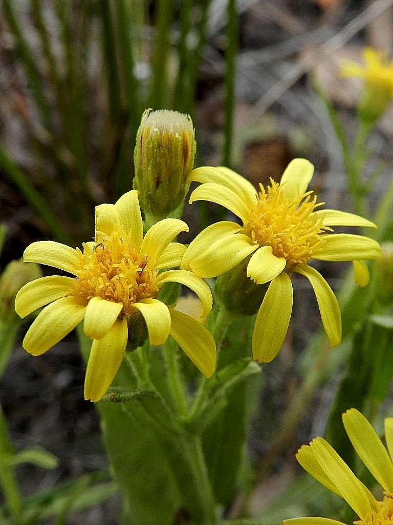 Dittrichia viscosa  (Asteraceae)